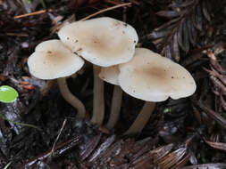 Plancia ëd Clitocybe fragrans (With.) P. Kumm. 1871