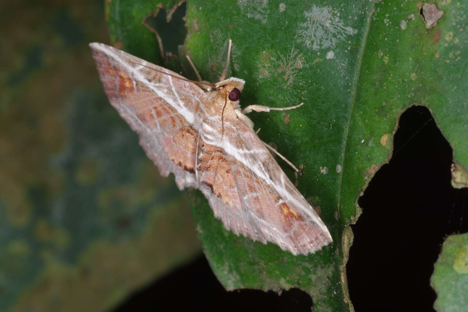 Image of Eugnathia diagonalis Hampson 1910