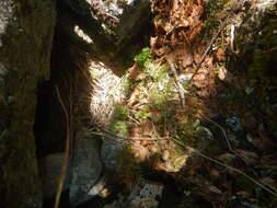 Image of Cryptogramma brunoniana subsp. raddeana (Fomin) Fraser-Jenk.