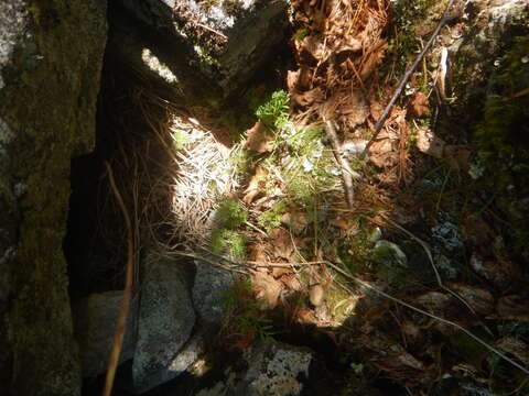 Image of Cryptogramma brunoniana subsp. raddeana (Fomin) Fraser-Jenk.