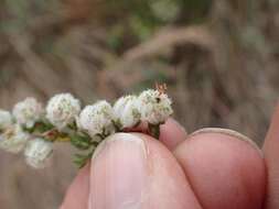 Image of Erica cooperi var. cooperi