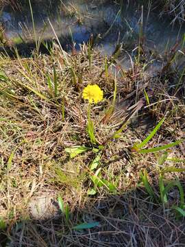 Image of Savannah Sneezeweed