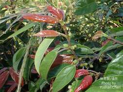 Image of Ficus sarmentosa Buch. ex J. E. Smith