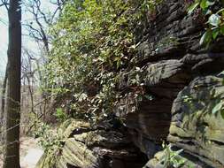 Image of piedmont rhododendron