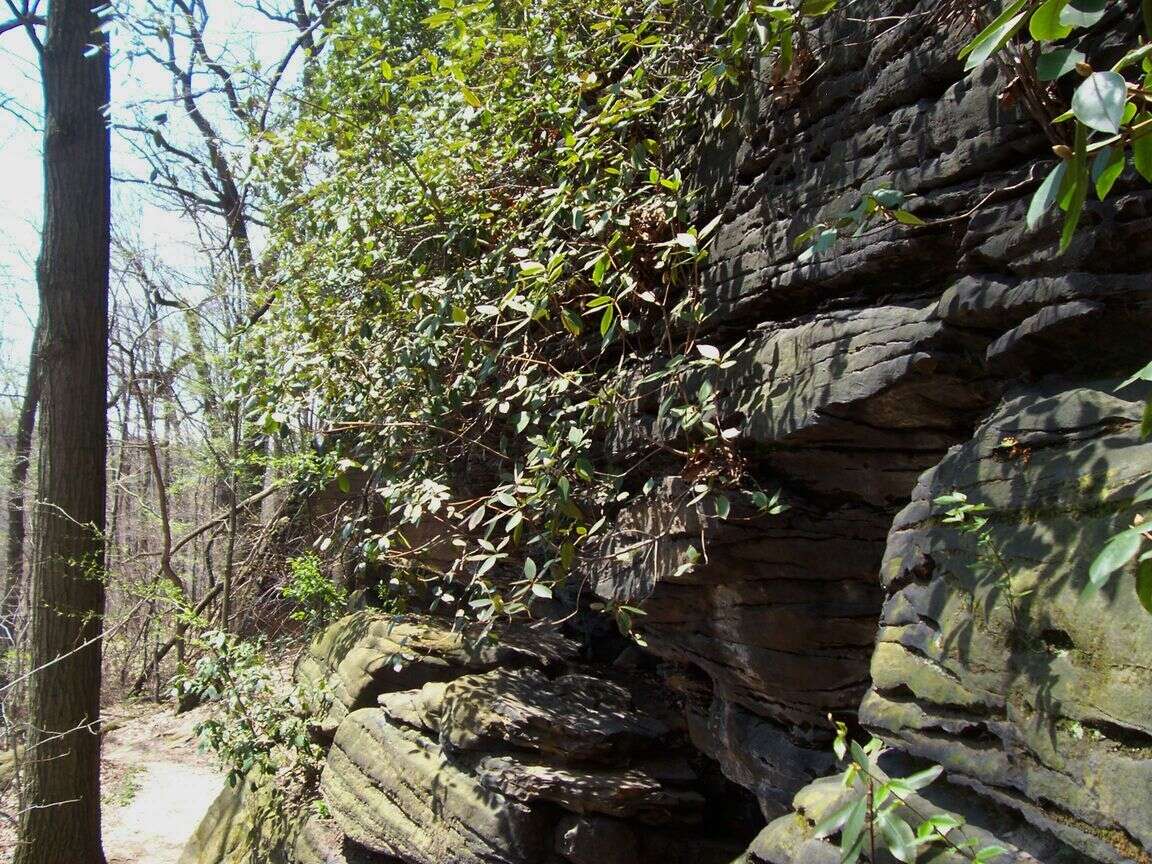 Plancia ëd Rhododendron minus Michx.