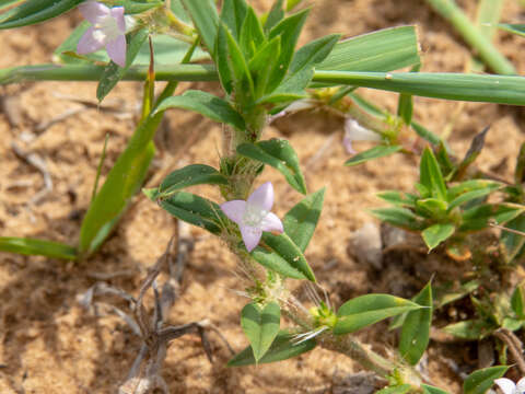 Imagem de Hexasepalum apiculatum (Willd.) Delprete & J. H. Kirkbr.