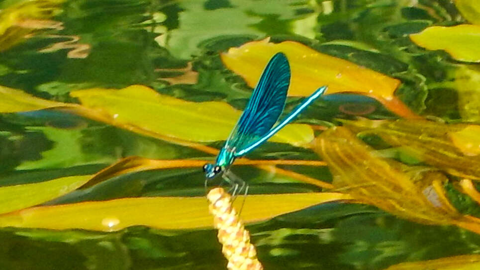 Image of Banded Agrion