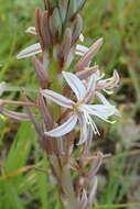 Image of Trachyandra ciliata (L. fil.) Kunth