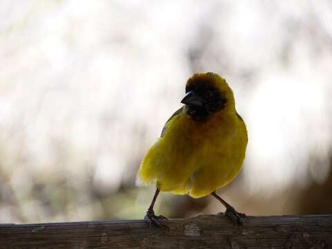 Image of Vitelline Masked Weaver