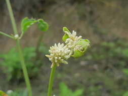 Слика од Alternanthera pubiflora (Benth.) Kuntze