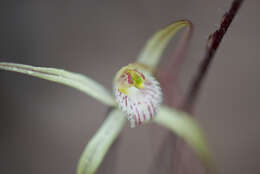 Image of Caladenia validinervia Hopper & A. P. Br. ex A. P. Br. & G. Brockman