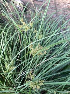 Image of Javanese flatsedge