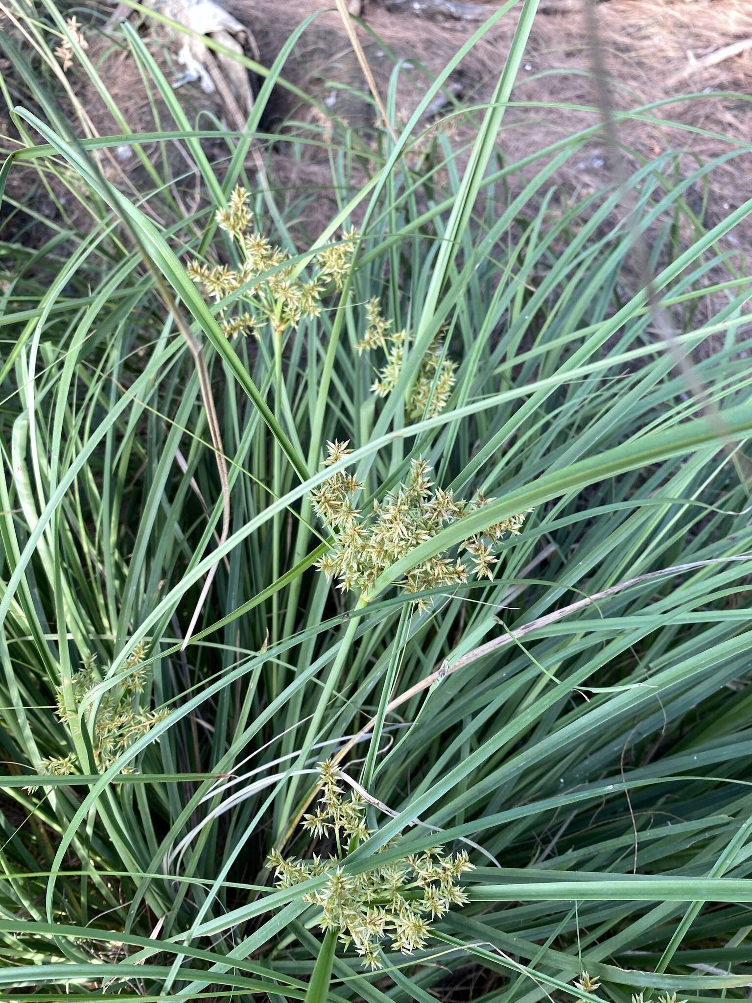 Слика од Cyperus javanicus Houtt.