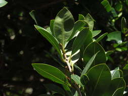 Image of Syzygium australe (Wendl. ex Link) B. P. M. Hyland