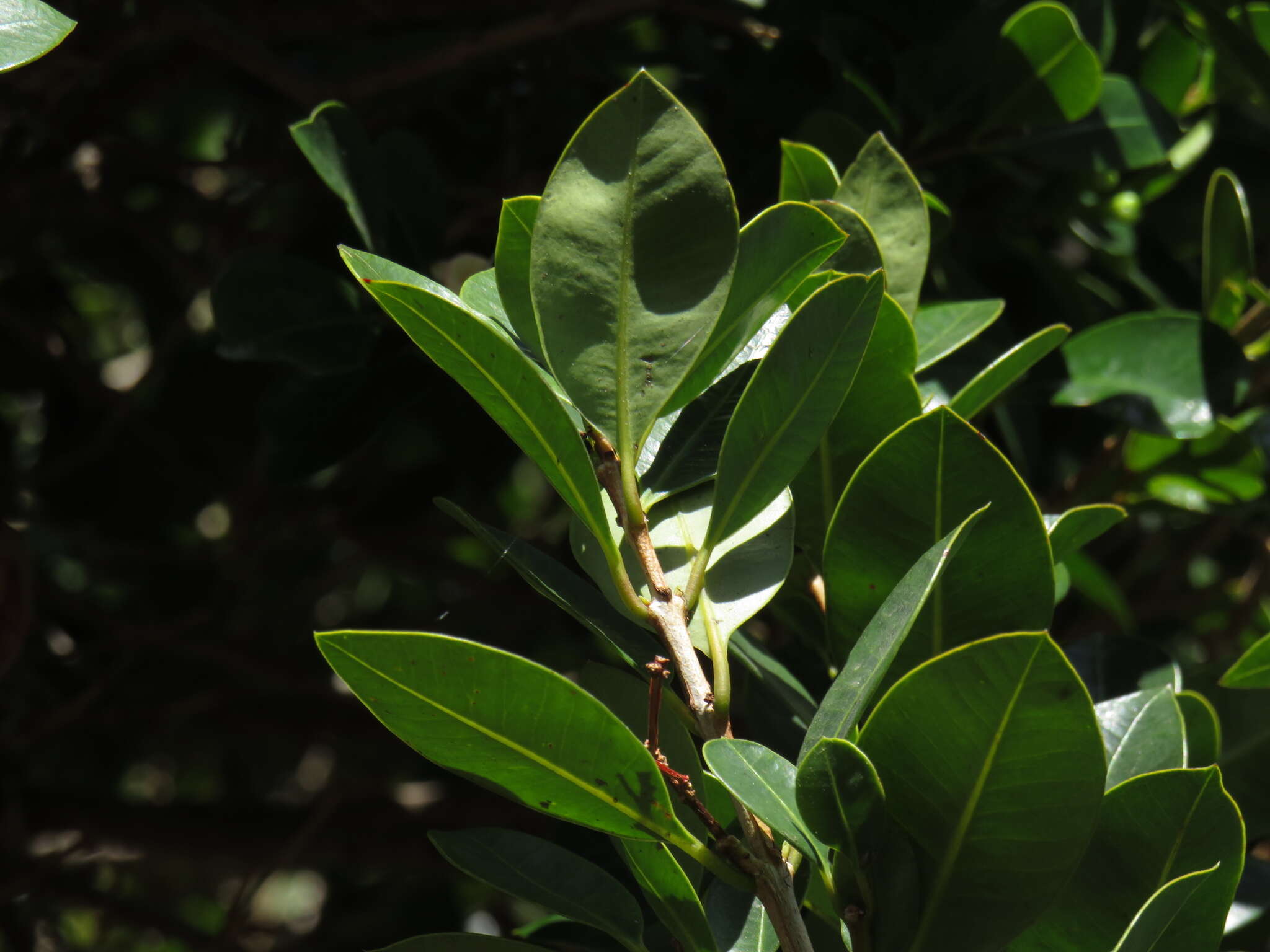 Image of Syzygium australe (Wendl. ex Link) B. P. M. Hyland