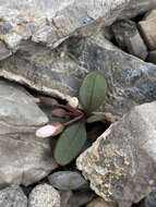 Claytonia panamintensis Stoughton resmi