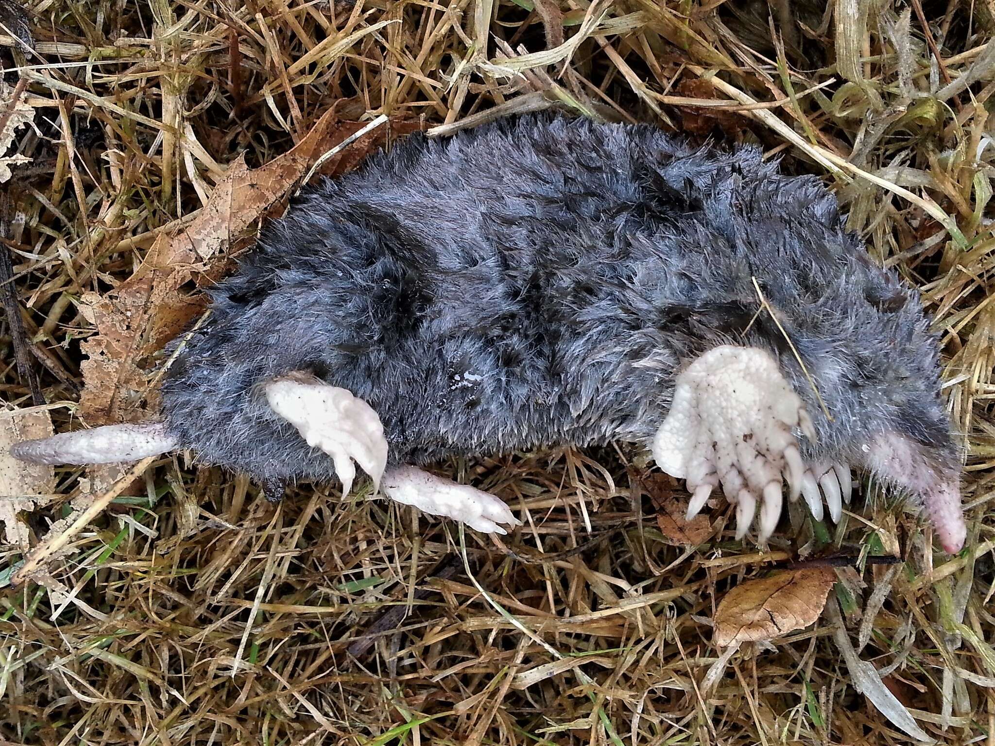 Image of Coast Mole