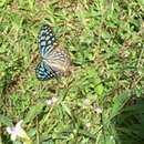 Imagem de Ideopsis similis persimilis Moore