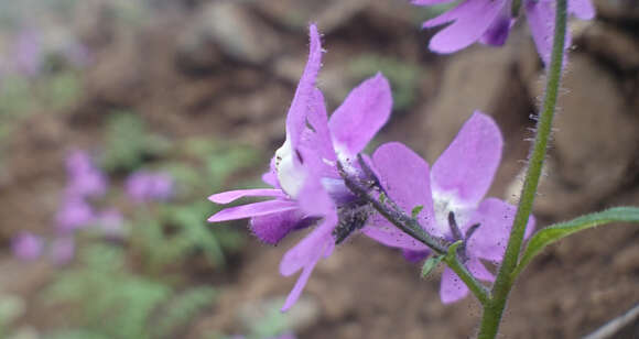 Imagem de Schizanthus laetus Phil.