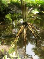 Ranunculus hispidus var. caricetorum (Greene) T. Duncan的圖片