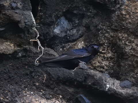 Image of Galapagos Martin