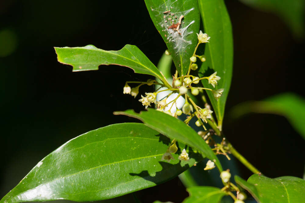 Image of Cryptocarya laevigata Bl.