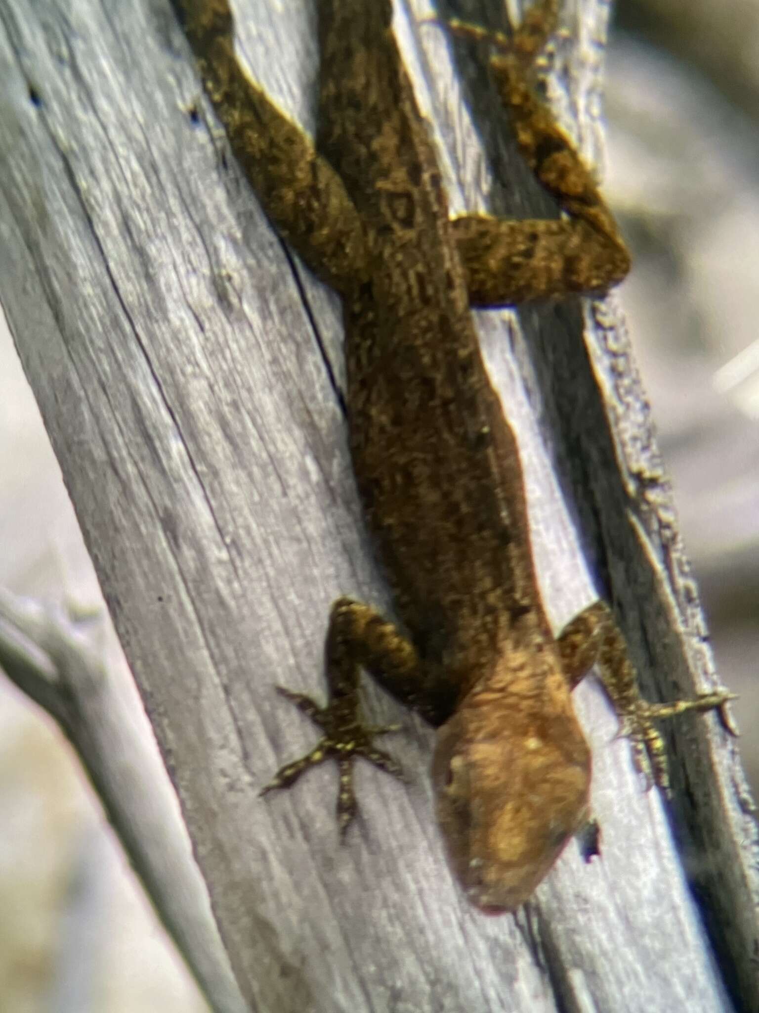 Image of Anolis scriptus scriptus Garman 1887