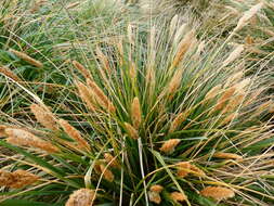 Image of tussock grass