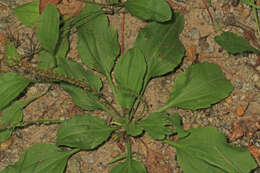 Image of blackseed plantain