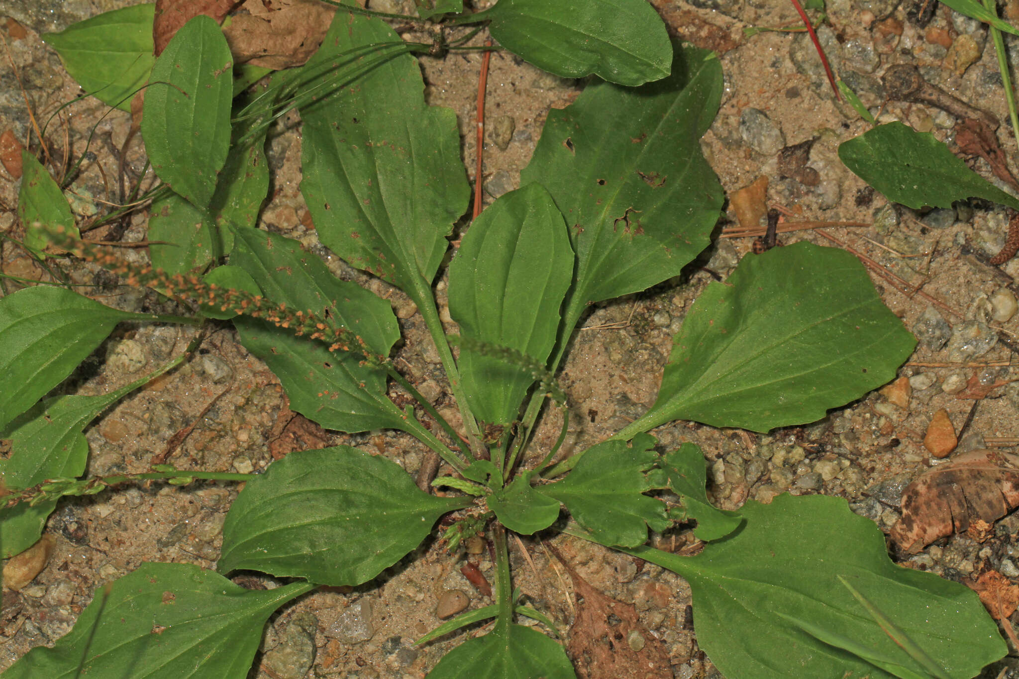 Image of blackseed plantain