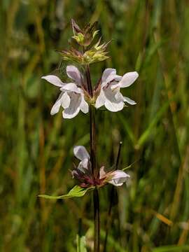 Stachys hyssopifolia subsp. hyssopifolia的圖片