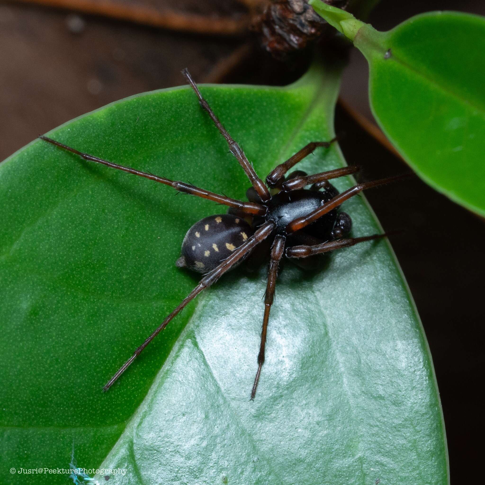 Слика од Mallinella annulipes (Thorell 1892)