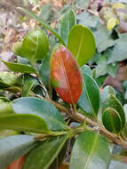 Image of Boxwood leafminer