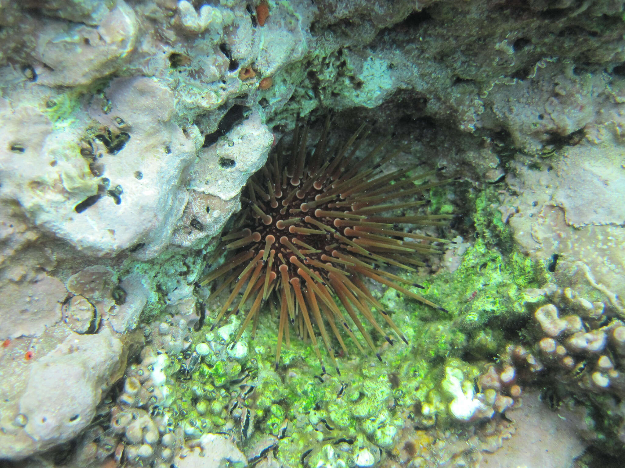 Image of reef urchin