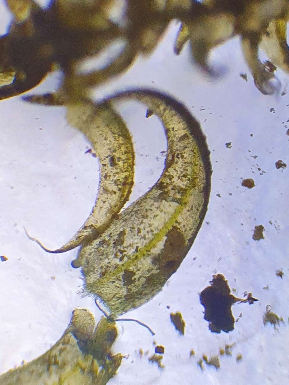 Image of Scorpidium cossonii Hedenäs 1989