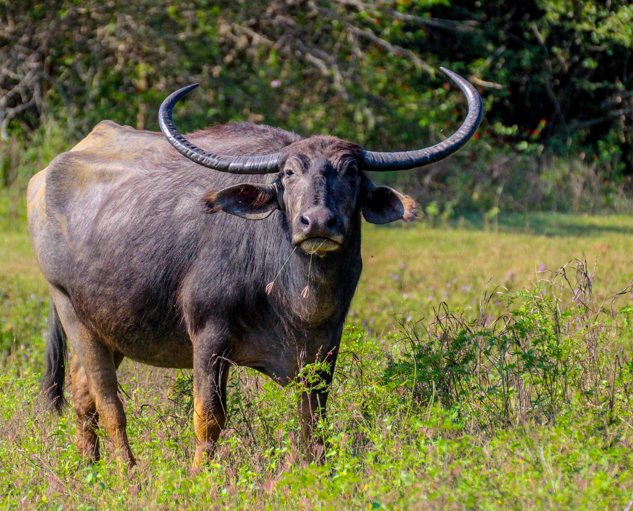 Image of Asian Buffalo