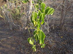 Image of Cissus decidua J. A. Lombardi