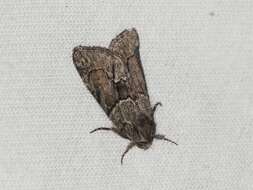 Image of Cryphia (Cryphia) fraudatricula (Hübner)