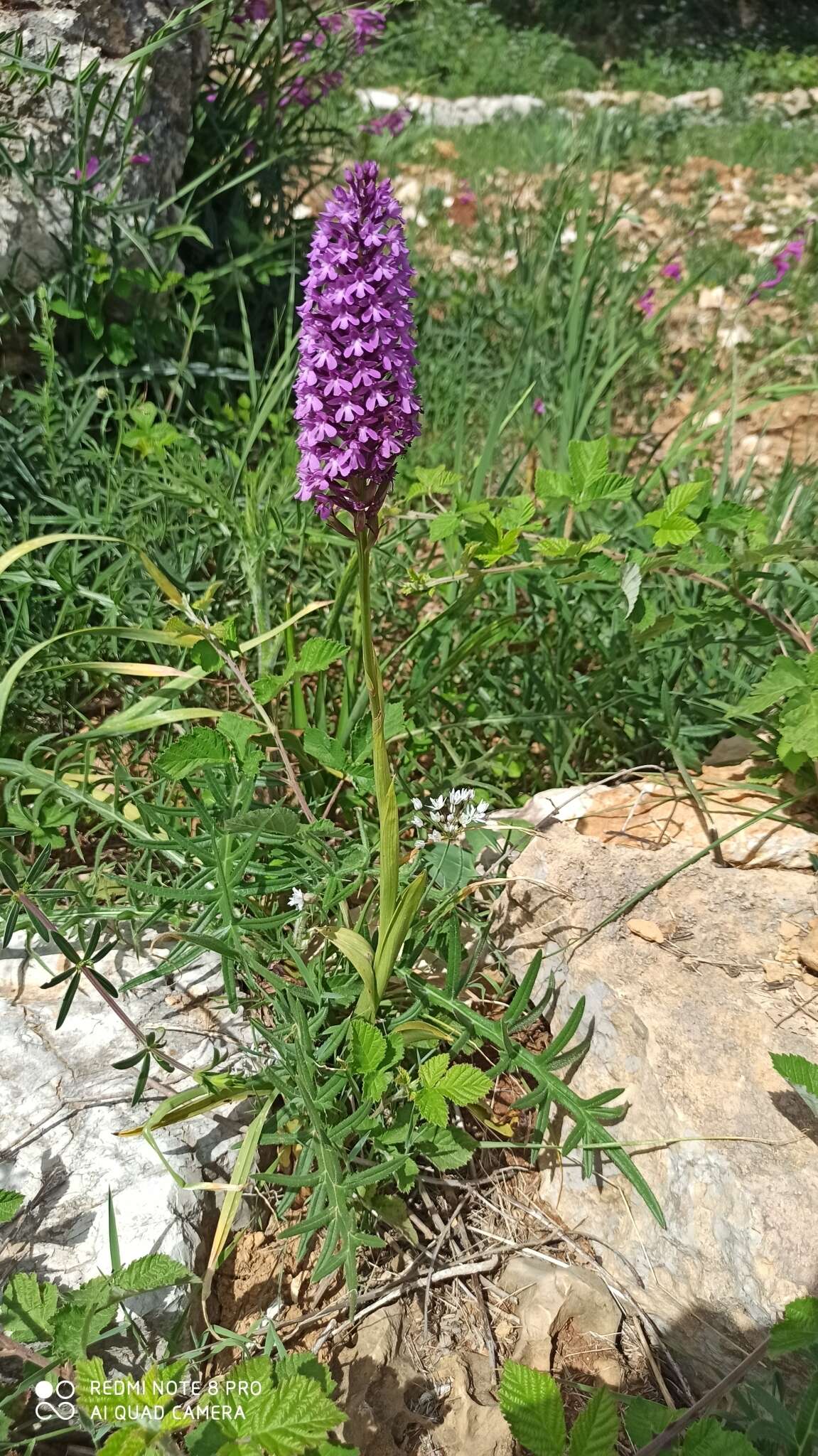 Image of Anacamptis pyramidalis var. pyramidalis