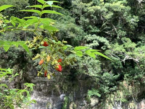 Image of Rubus fraxinifolius Poir.