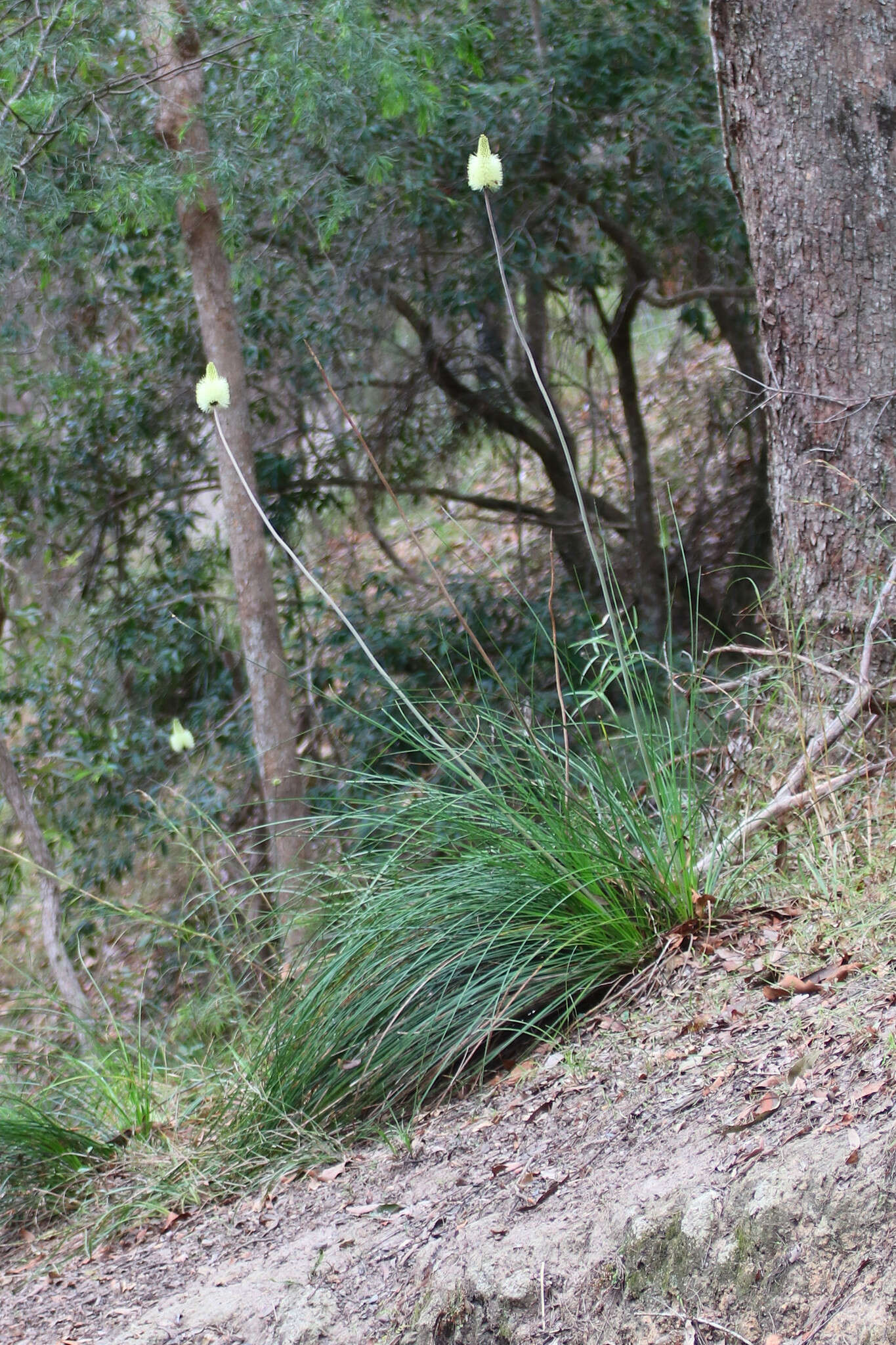 Image of Xanthorrhoea macronema F. Muell. ex Benth.