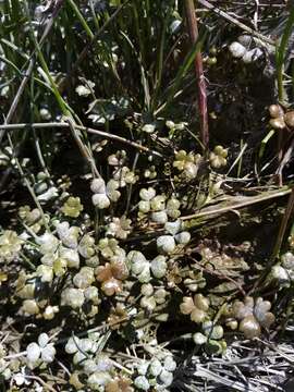 Image of Hydrocotyle sulcata C. J. Webb & P. N. Johnson