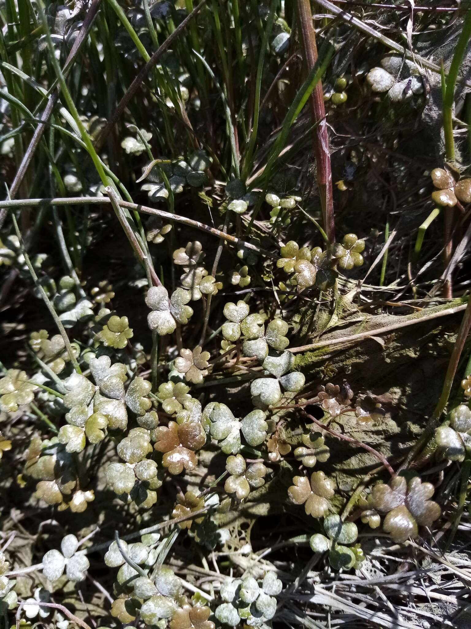 Imagem de Hydrocotyle sulcata C. J. Webb & P. N. Johnson