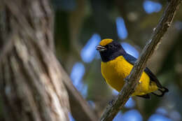 Image of Orange-bellied Euphonia