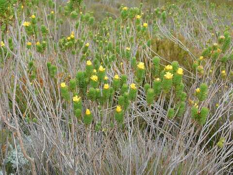 Image of Ursinia caledonica (Phillips) Prassler