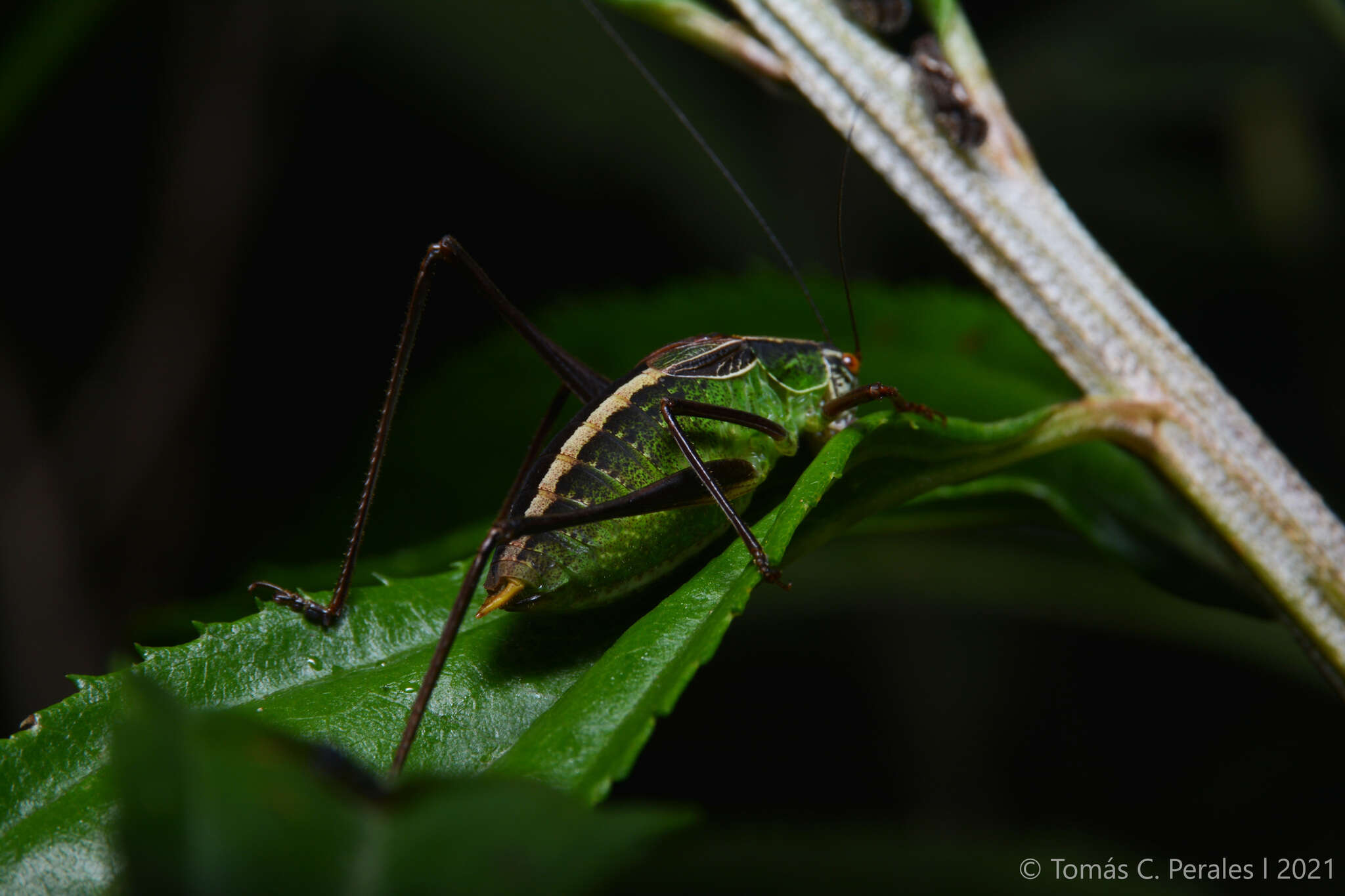 Image of Anisophya melanochloris (Rehn & J. A. G. 1911)