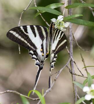 Image de Protographium leosthenes (Doubleday 1846)