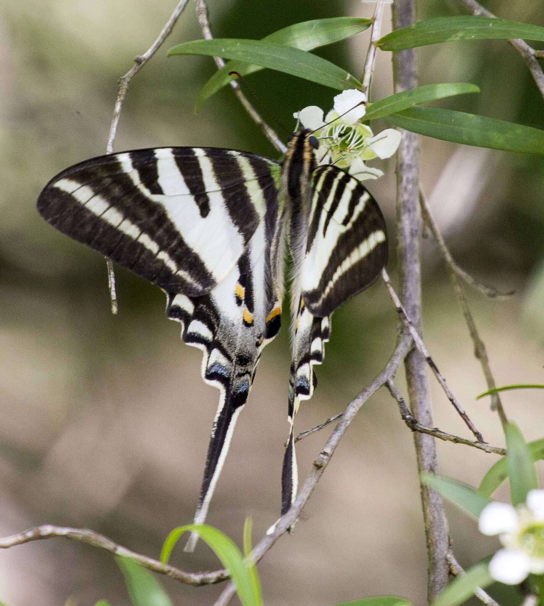 Image of Protographium leosthenes (Doubleday 1846)