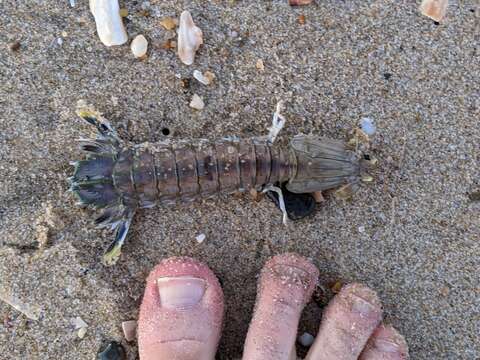 Image of mantis shrimp