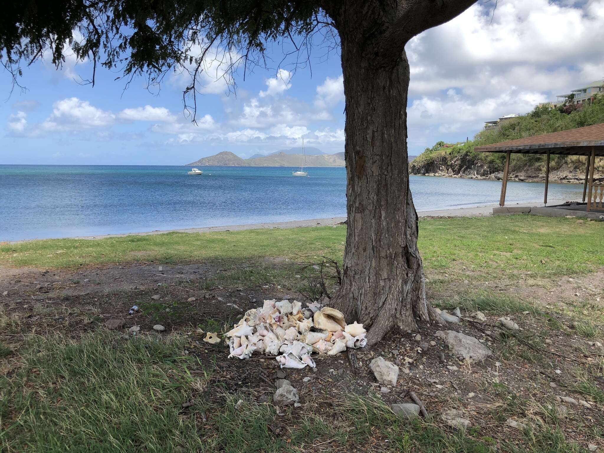 Image of Pink Conch